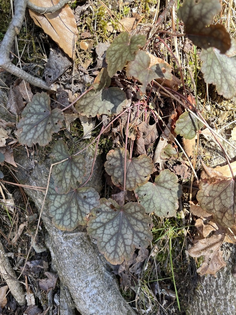 Carolina Alumroot photo 7