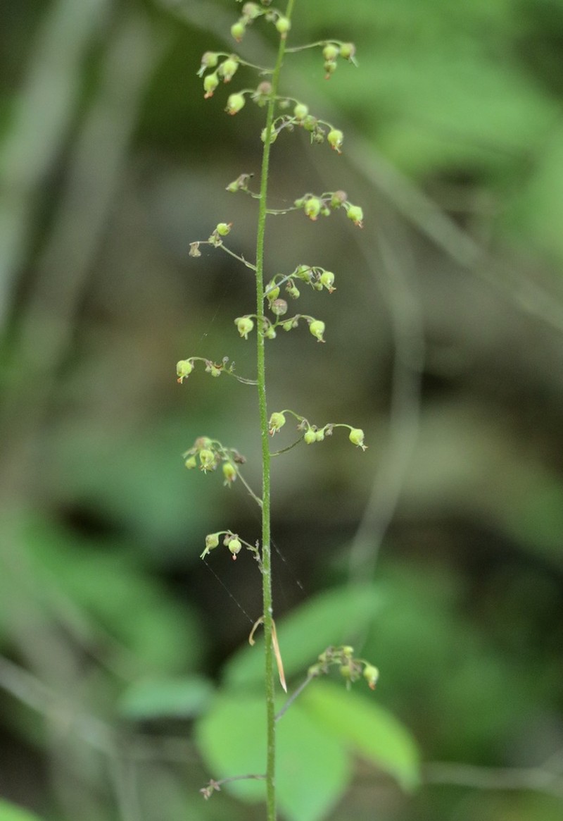 Carolina Alumroot photo 8