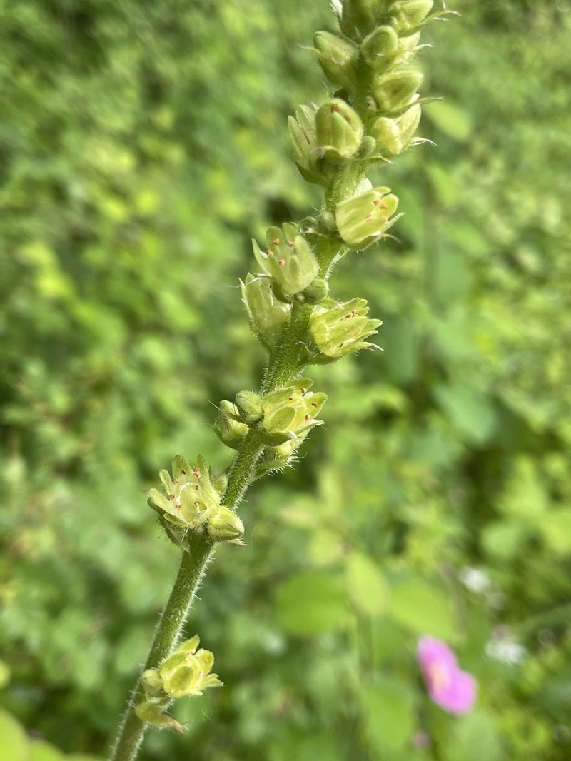 Tall Alumroot