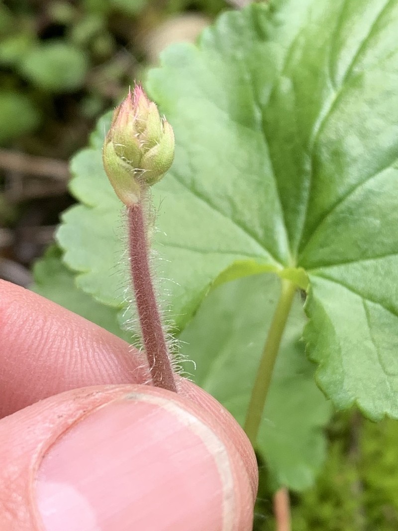Tall Alumroot photo 2
