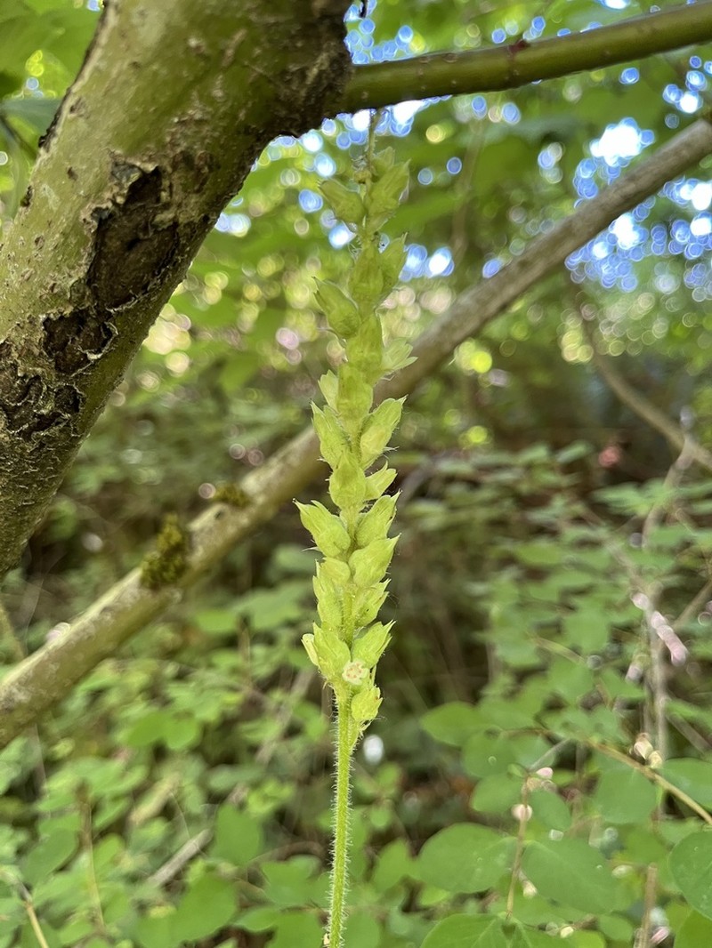 Tall Alumroot photo 3