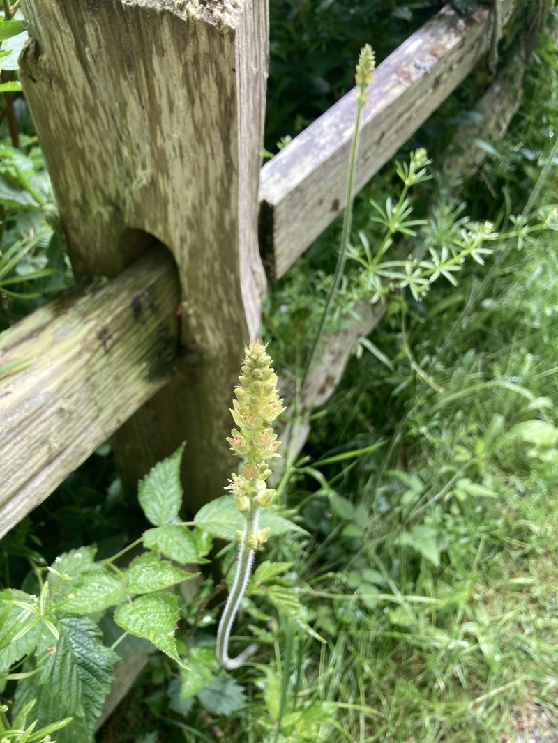 Tall Alumroot photo 4