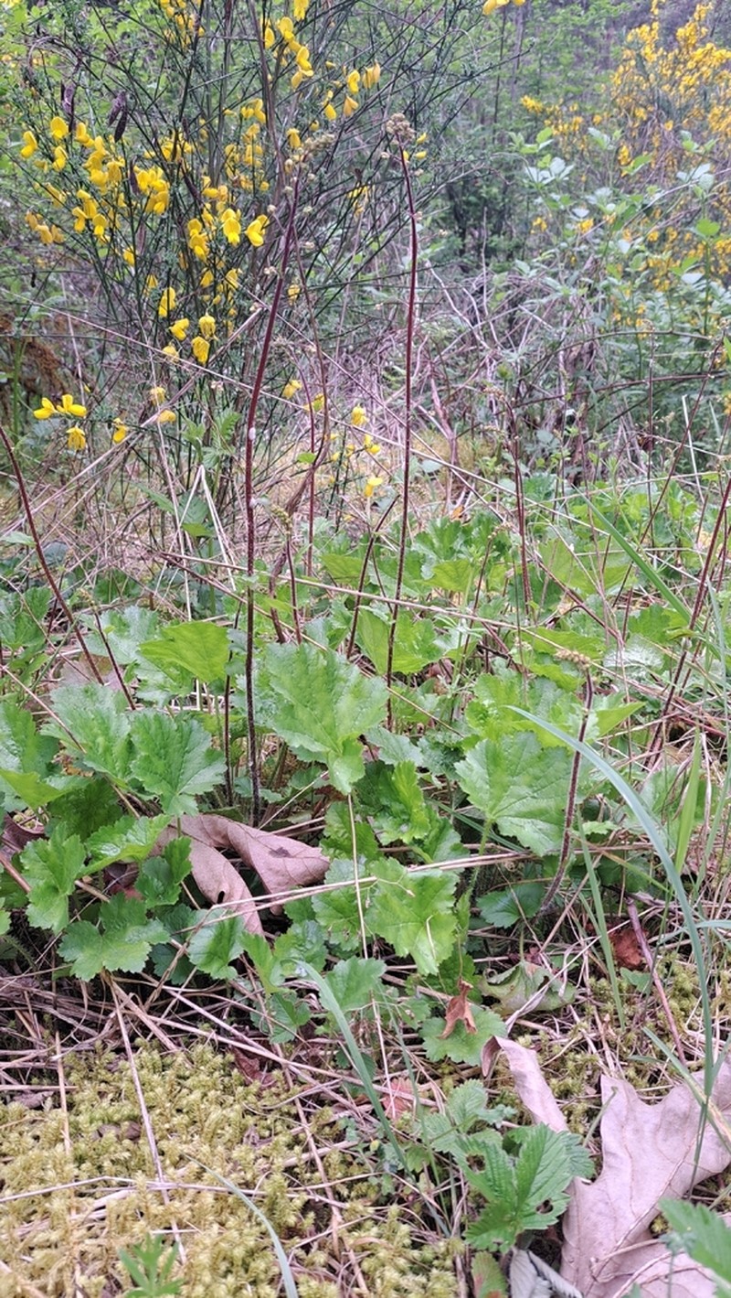 Tall Alumroot photo 5
