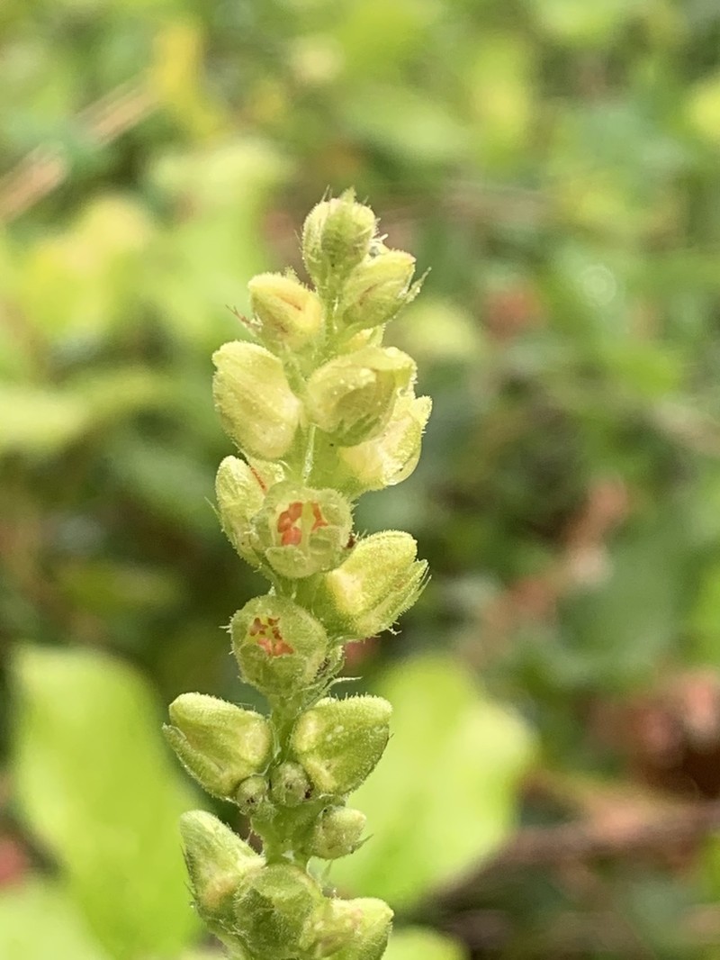 Tall Alumroot photo 6