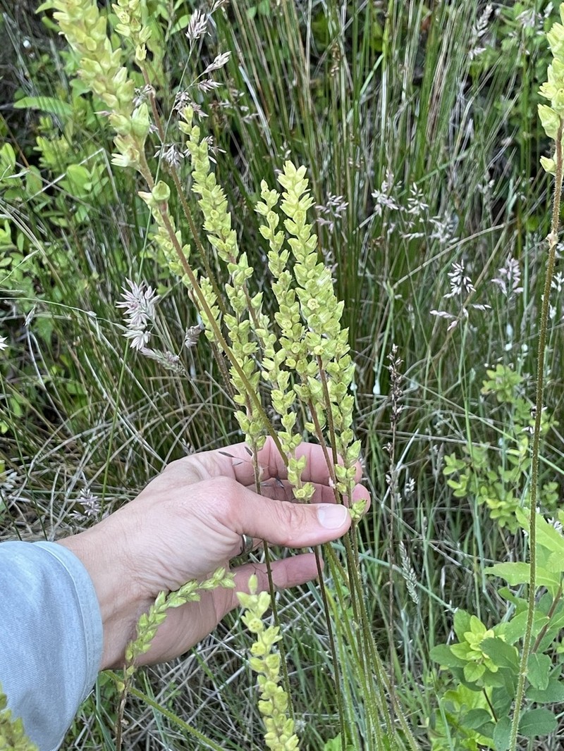 Tall Alumroot photo 7