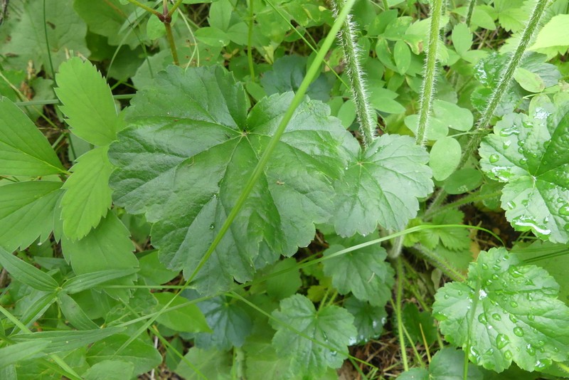 Tall Alumroot photo 8