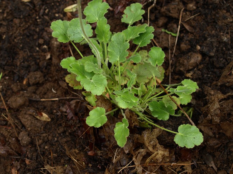 Roundleaf Alumroot