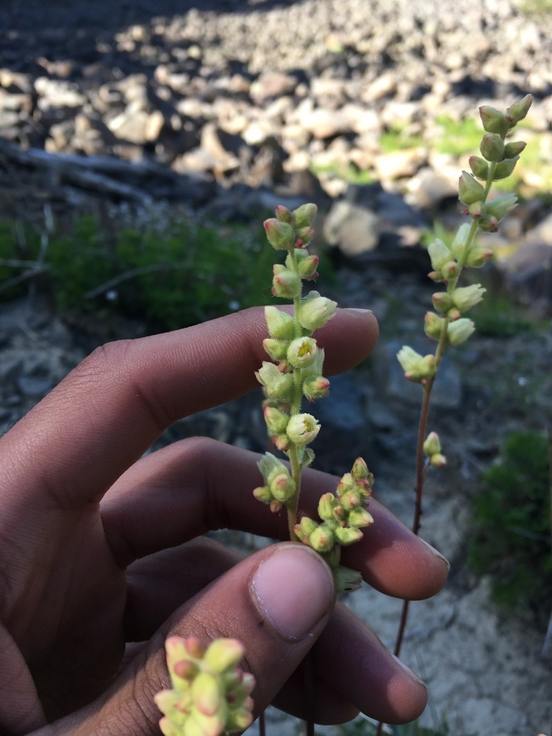 Roundleaf Alumroot