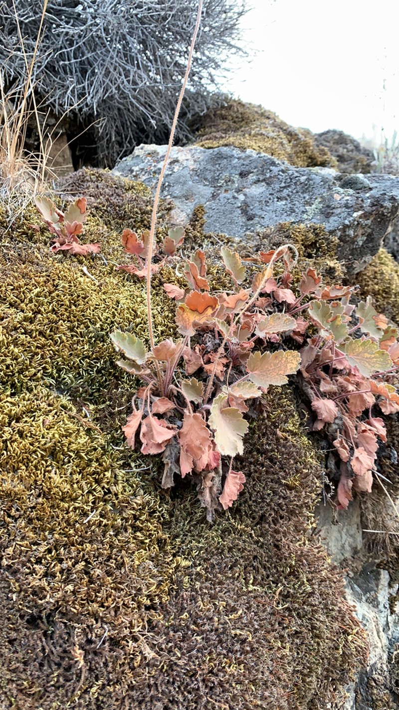 Roundleaf Alumroot photo 2