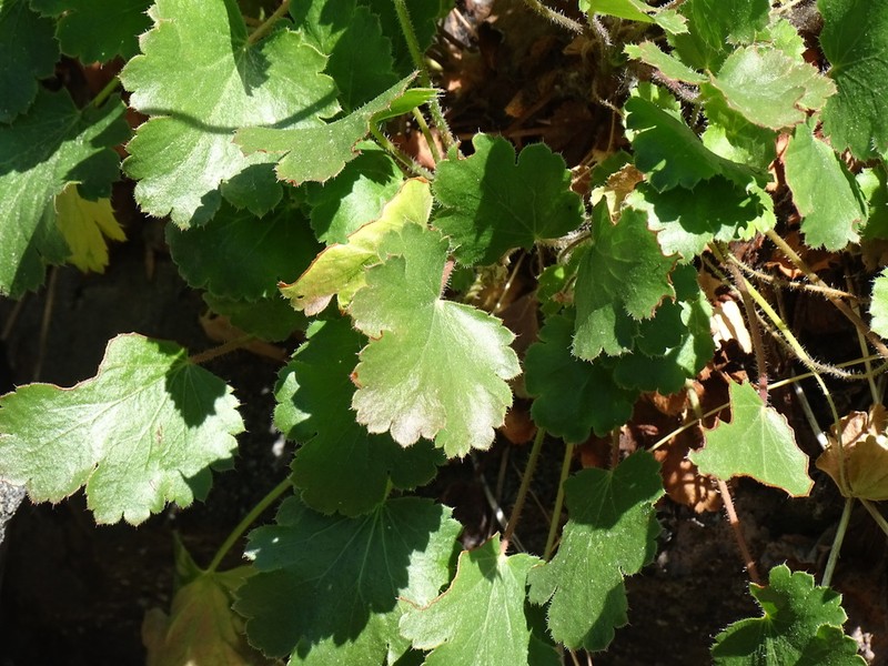 Roundleaf Alumroot photo 3