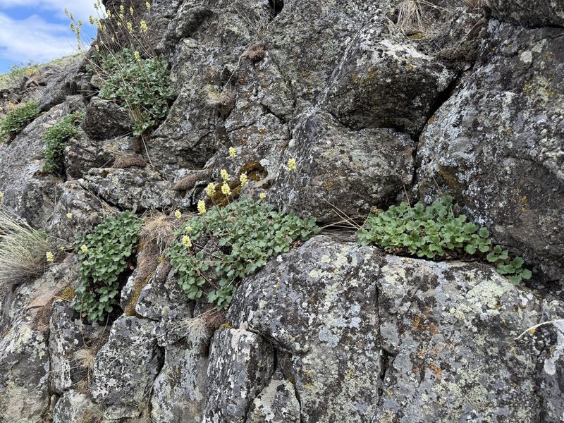 Roundleaf Alumroot photo 4