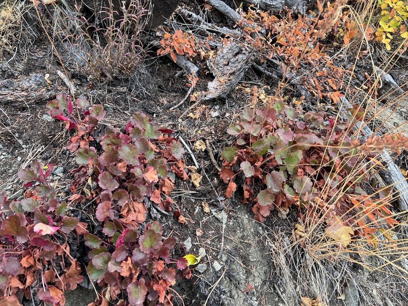 Roundleaf Alumroot photo 5