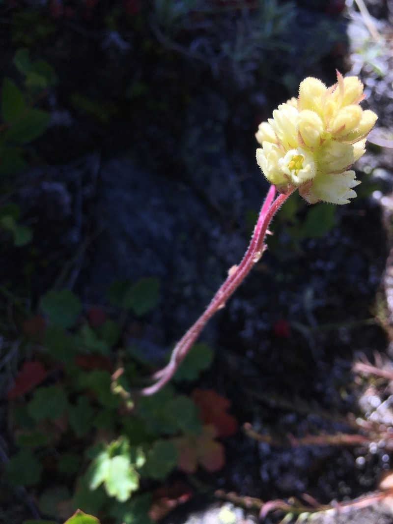 Roundleaf Alumroot photo 6