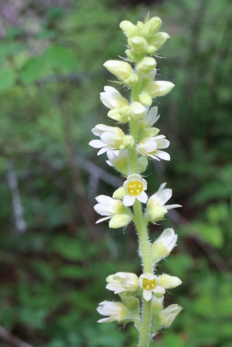 Roundleaf Alumroot photo 7