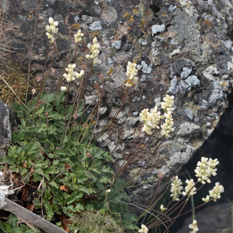 Roundleaf Alumroot photo 8