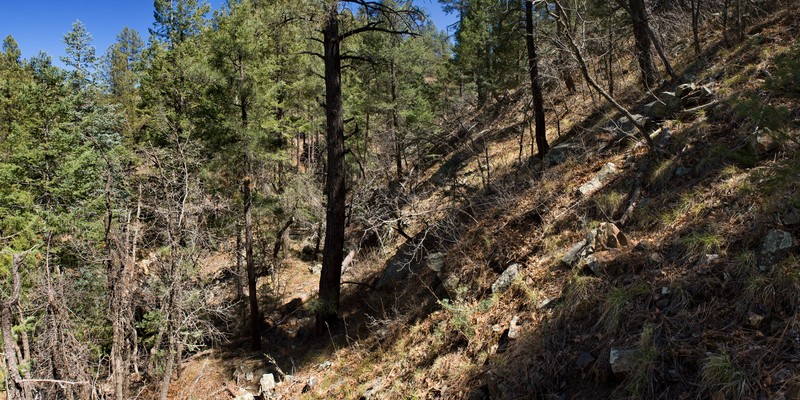 Senator Mine Alumroot