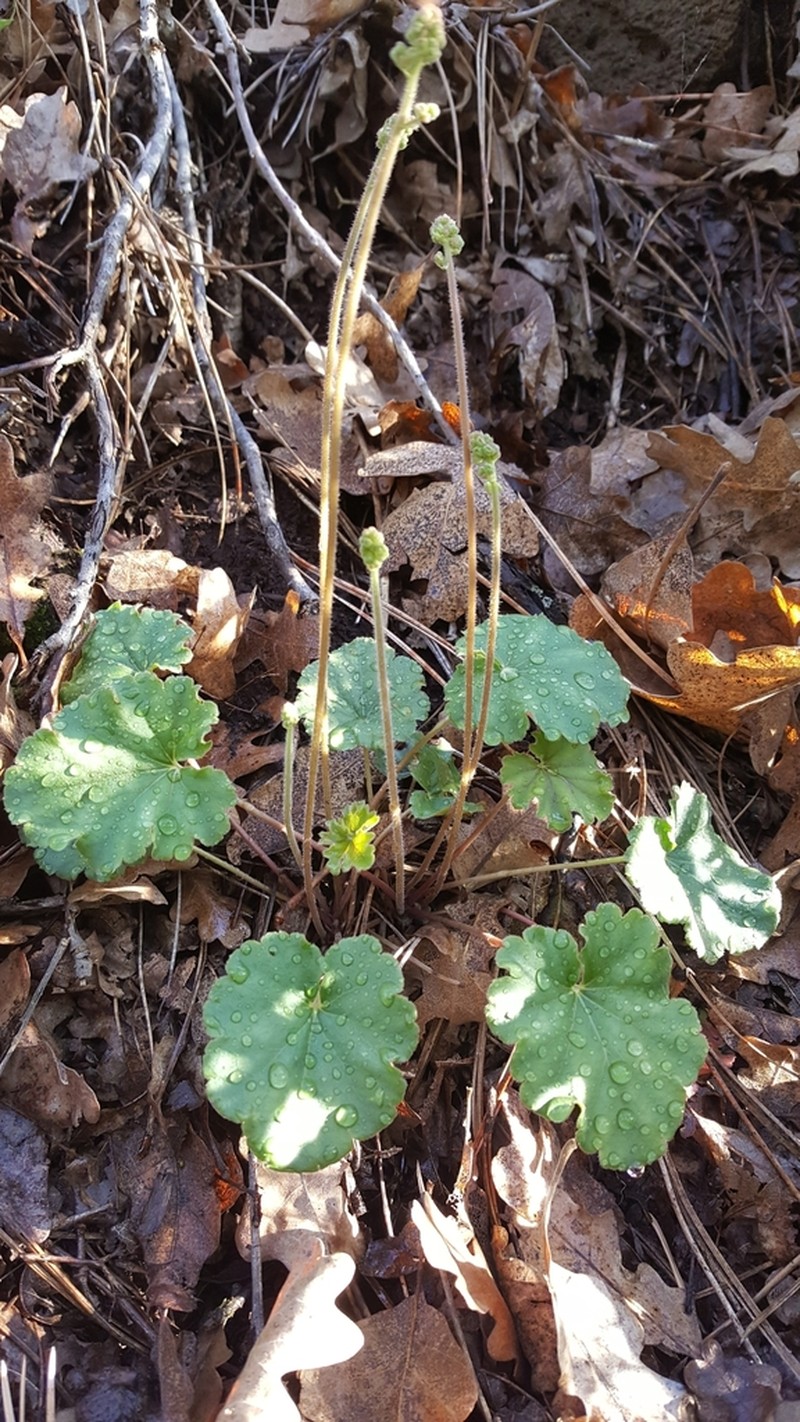 Senator Mine Alumroot