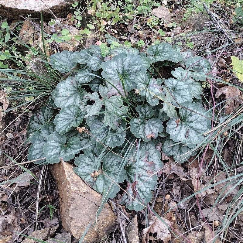 Senator Mine Alumroot photo 2