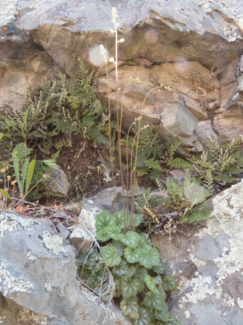 Senator Mine Alumroot photo 3