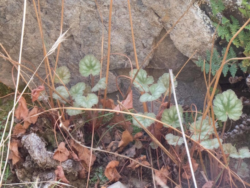 Senator Mine Alumroot photo 4