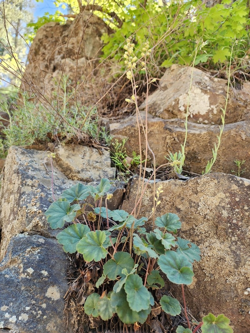 Senator Mine Alumroot photo 5