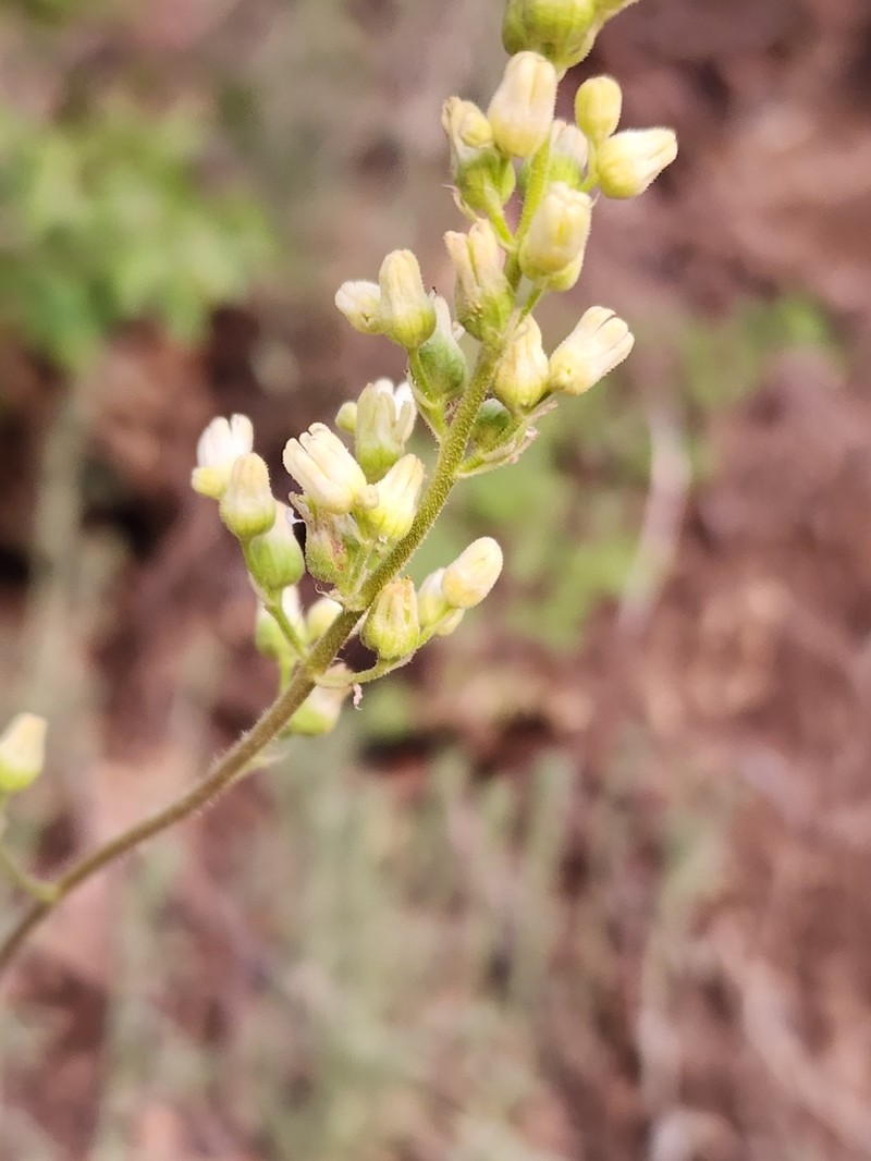 Senator Mine Alumroot photo 6