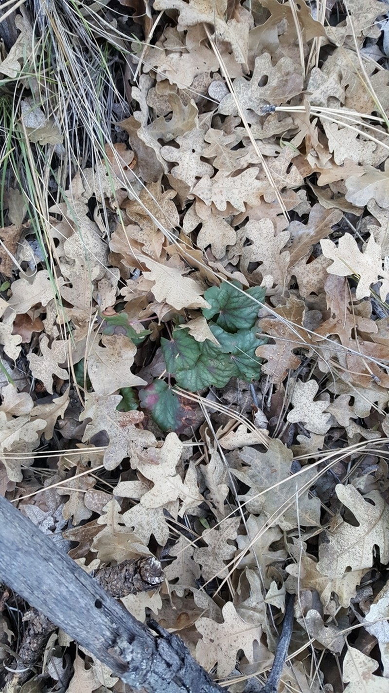 Senator Mine Alumroot photo 7
