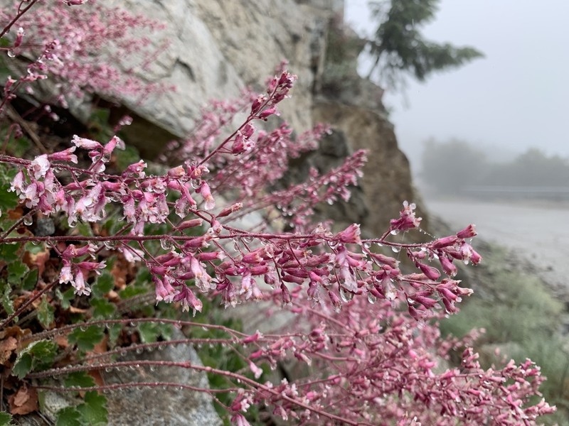 Urnflower Alumroot