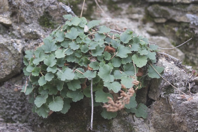 Urnflower Alumroot photo 2