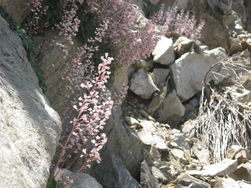 Urnflower Alumroot photo 3