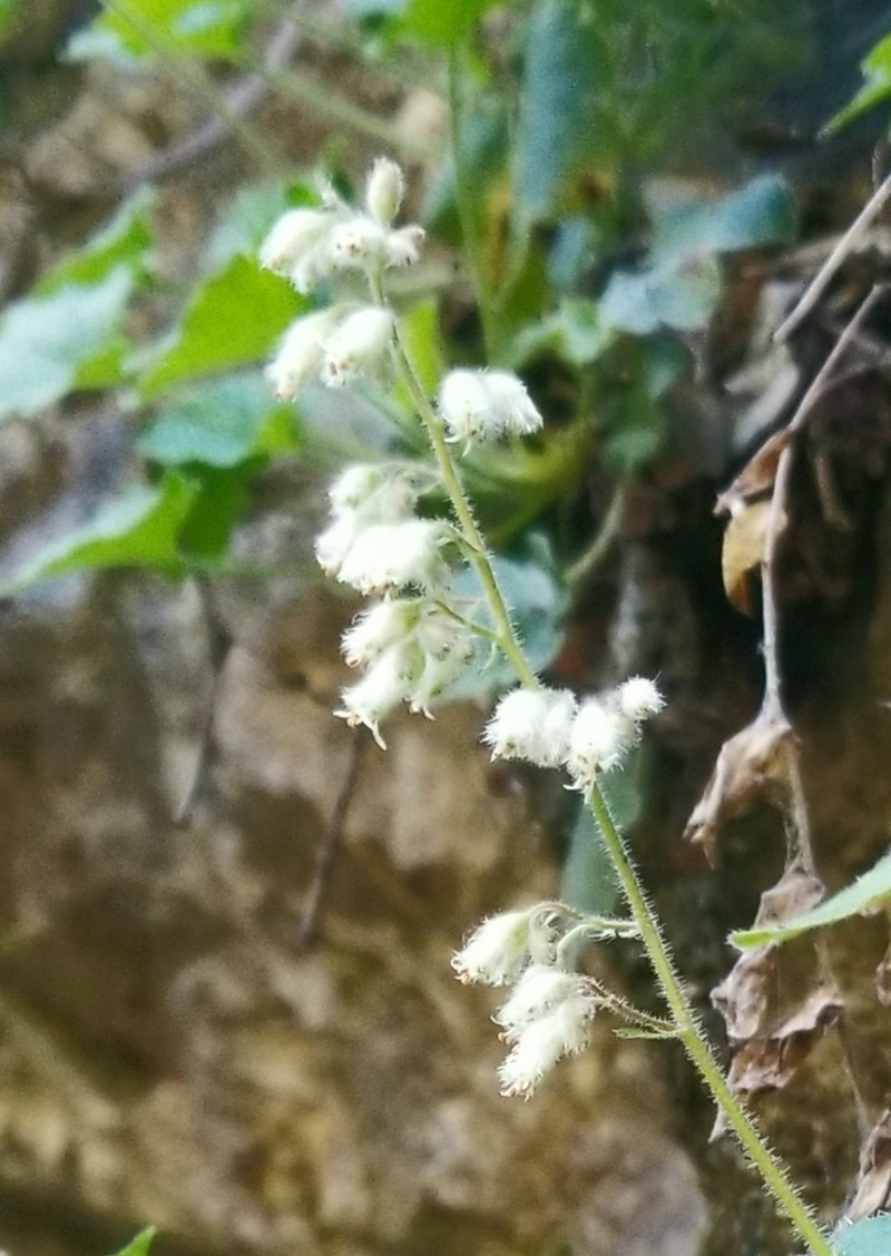 Urnflower Alumroot photo 4