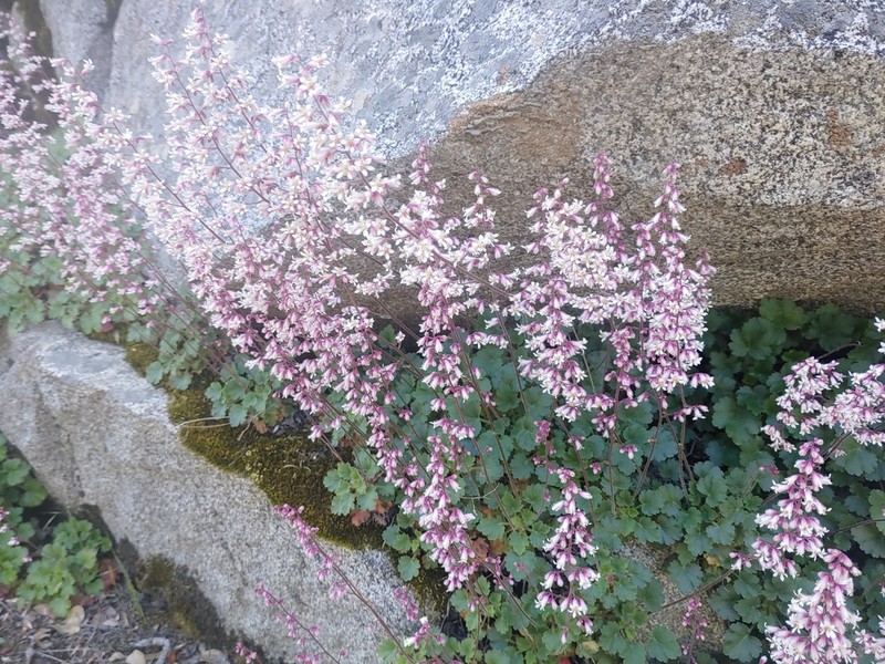 Urnflower Alumroot photo 5