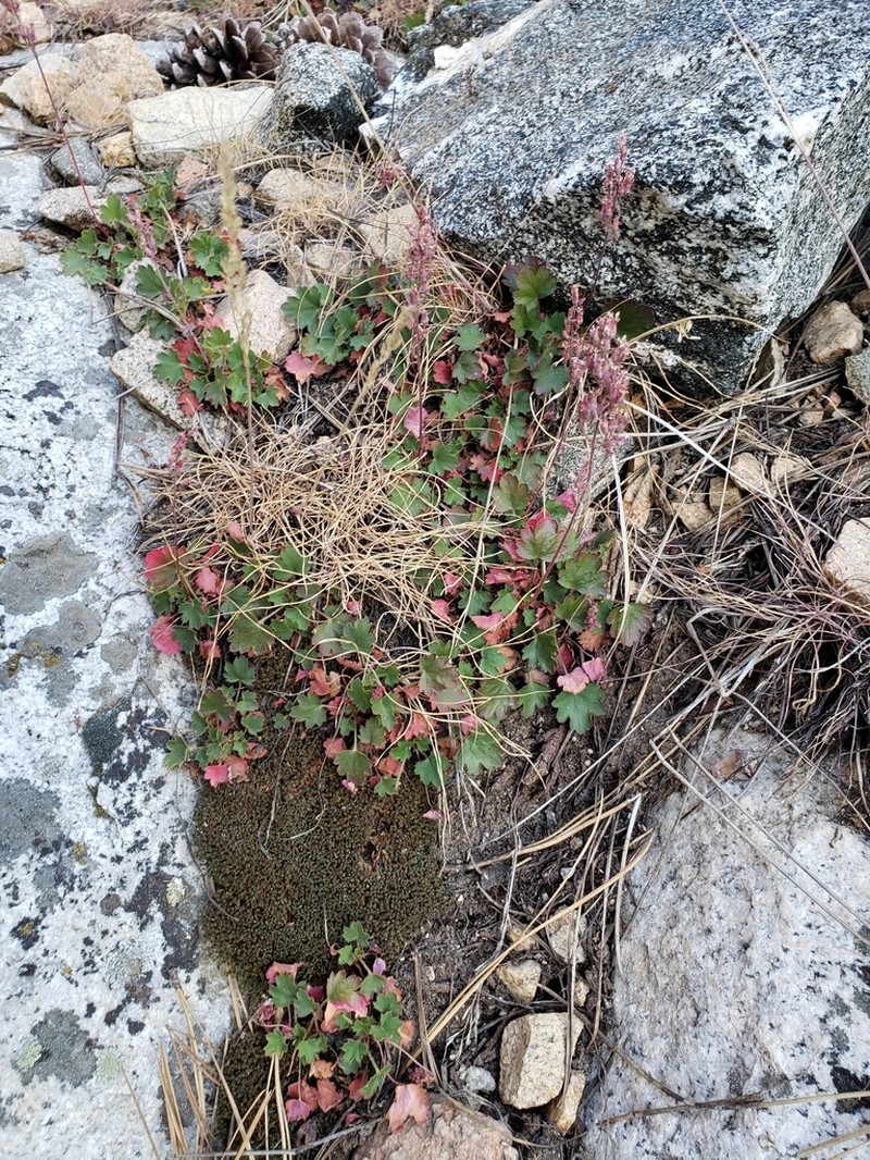 Urnflower Alumroot photo 6