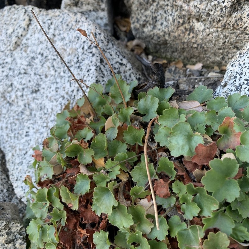 Urnflower Alumroot photo 8