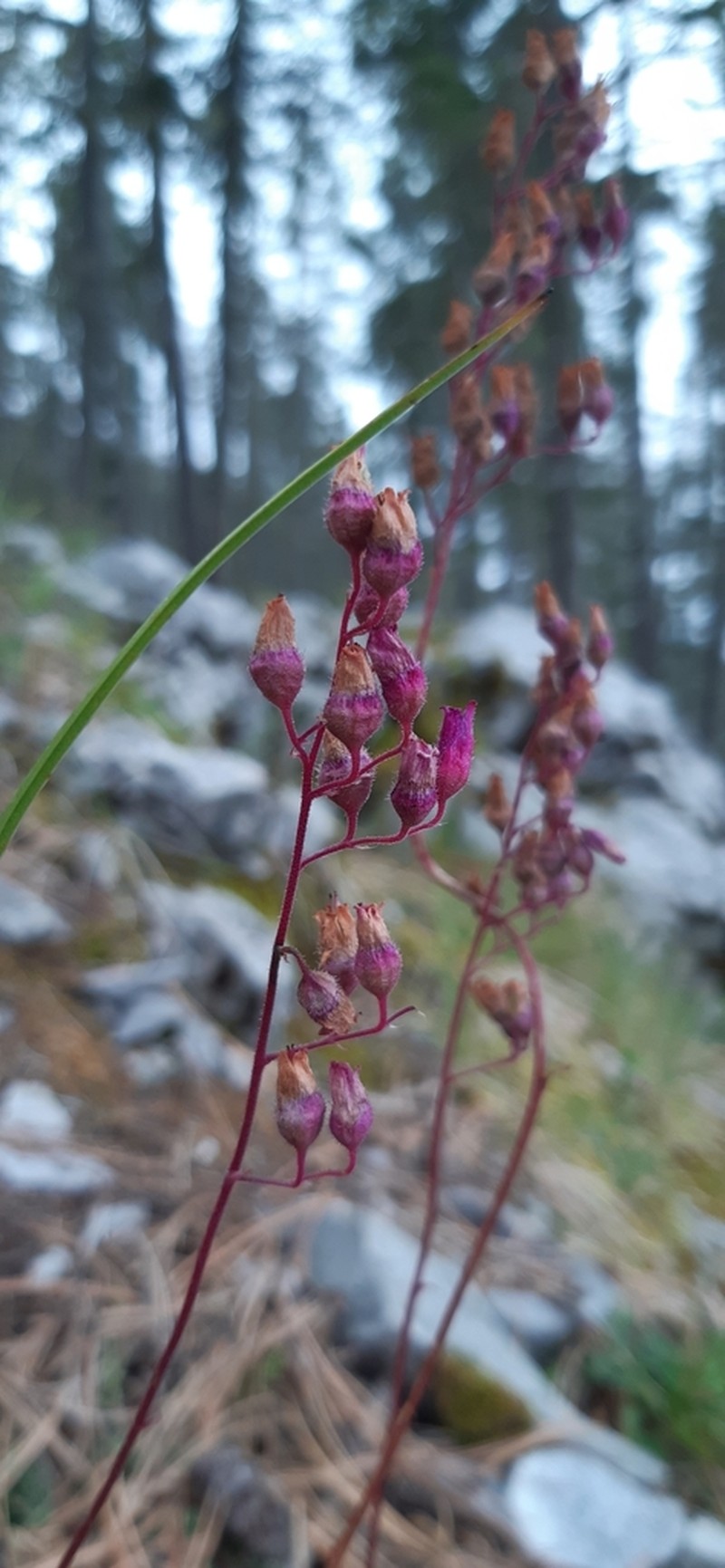 Heuchera folkii