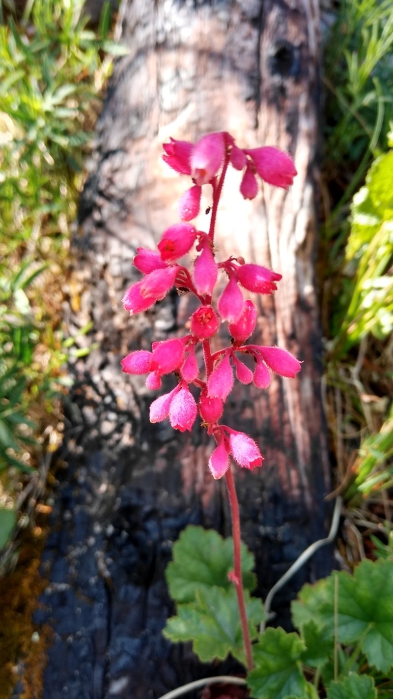 Heuchera folkii photo 2