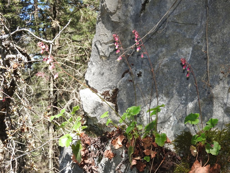 Heuchera folkii photo 3
