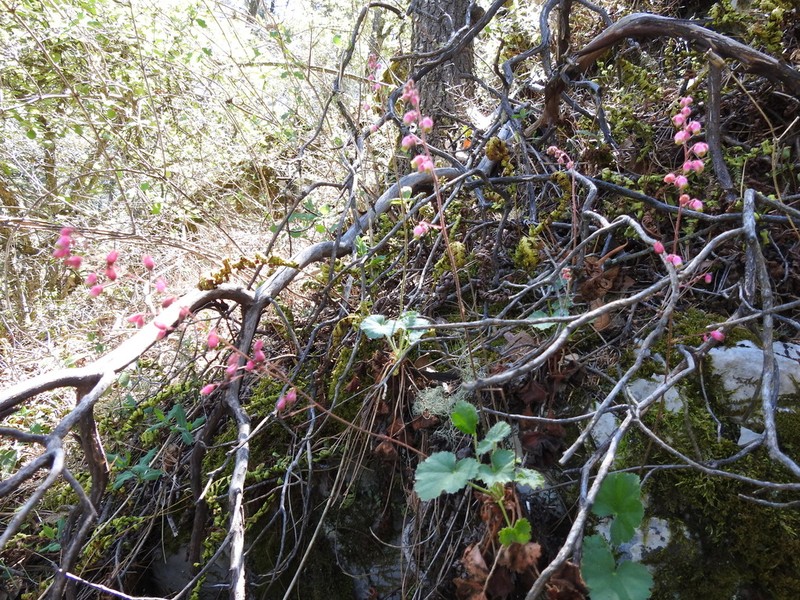 Heuchera folkii photo 4