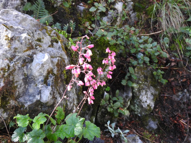 Heuchera folkii photo 5