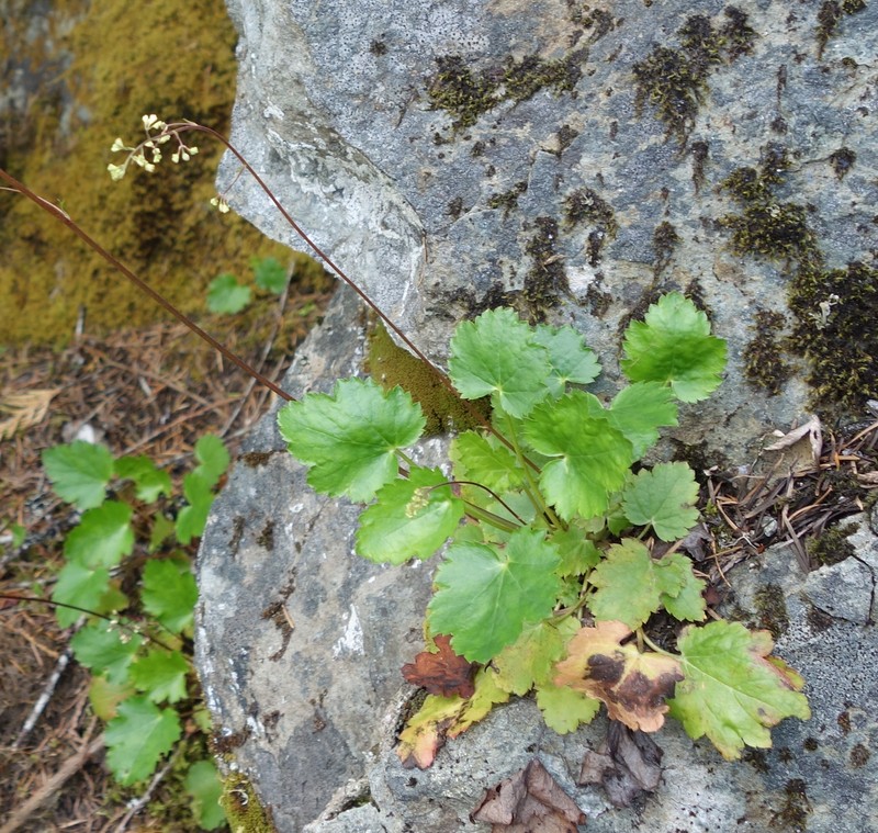 Alpine Heuchera