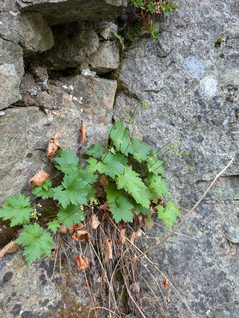 Alpine Heuchera