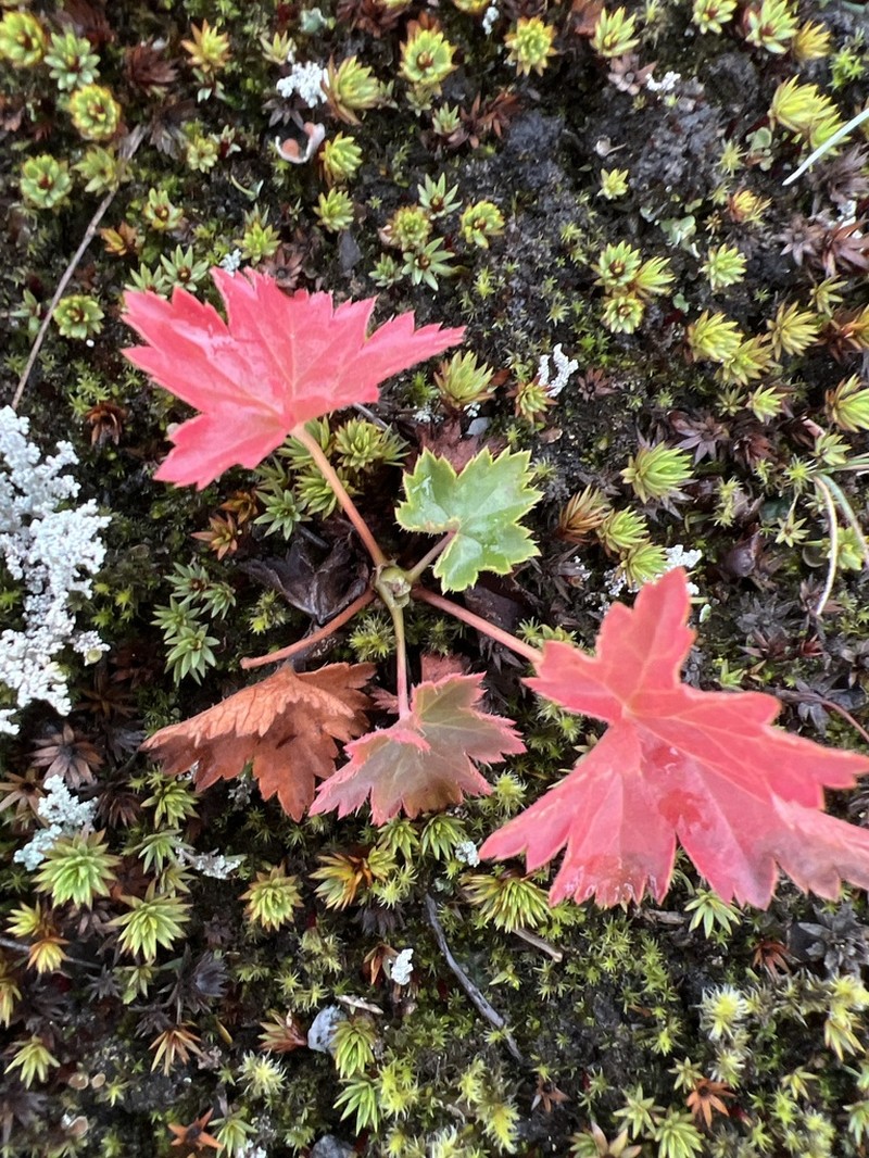 Alpine Heuchera photo 3