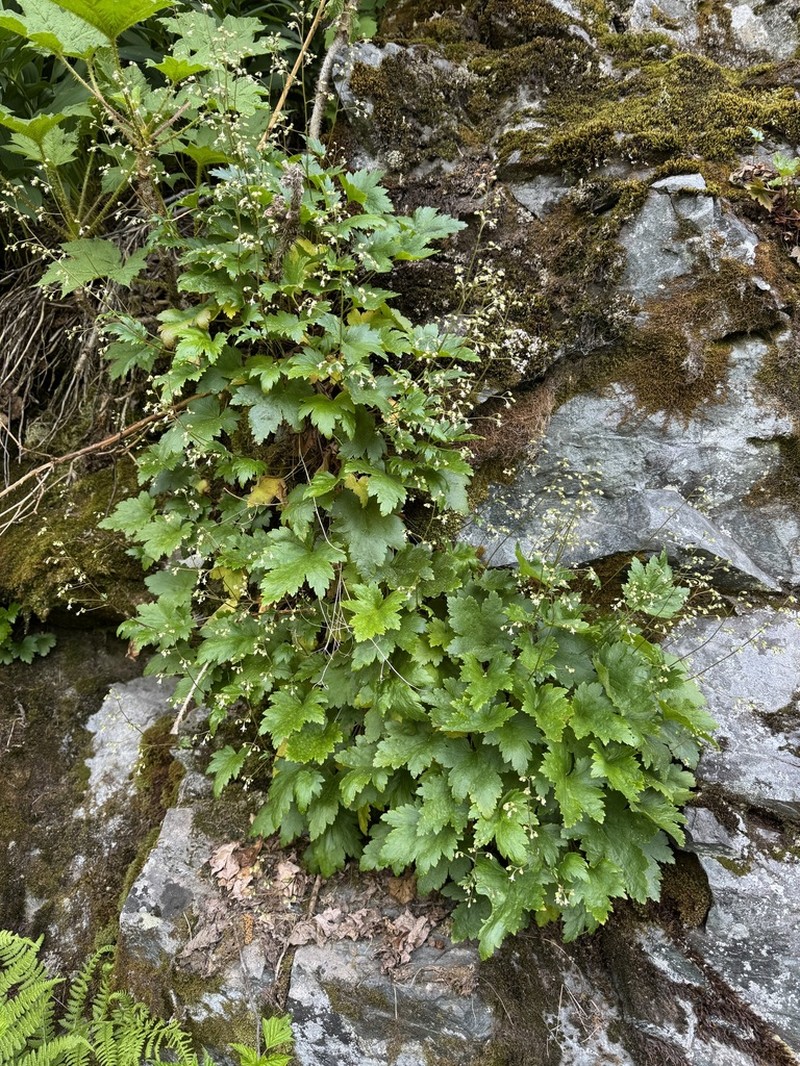 Alpine Heuchera photo 5