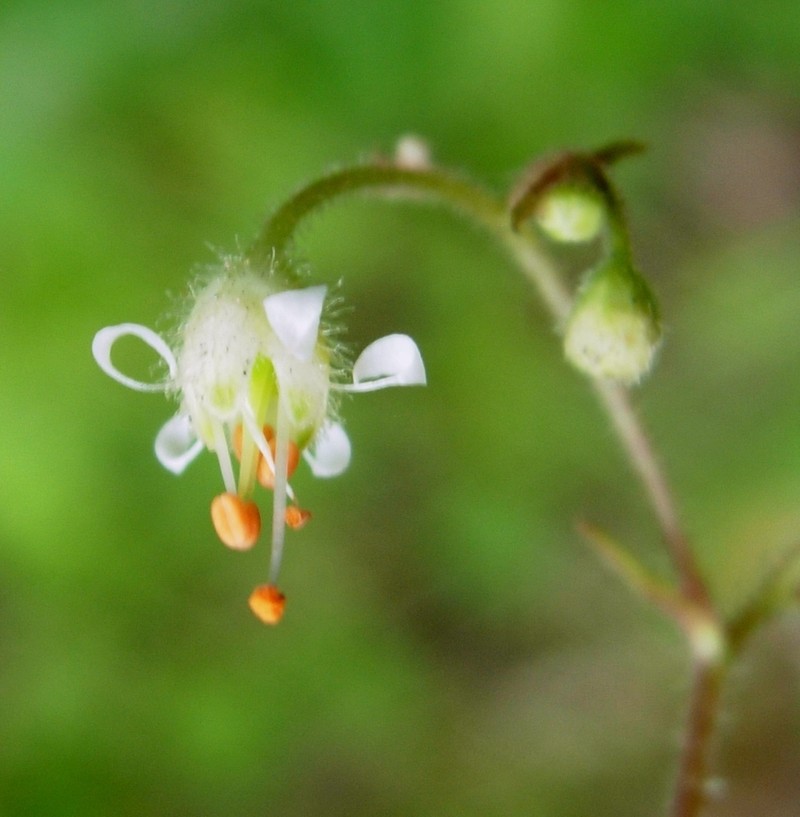 Alpine Heuchera photo 6