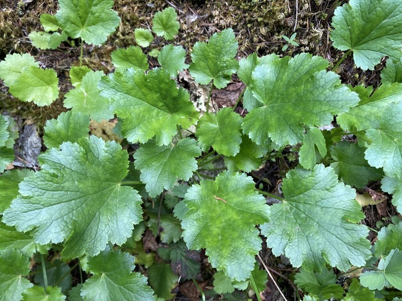 Alpine Heuchera photo 7