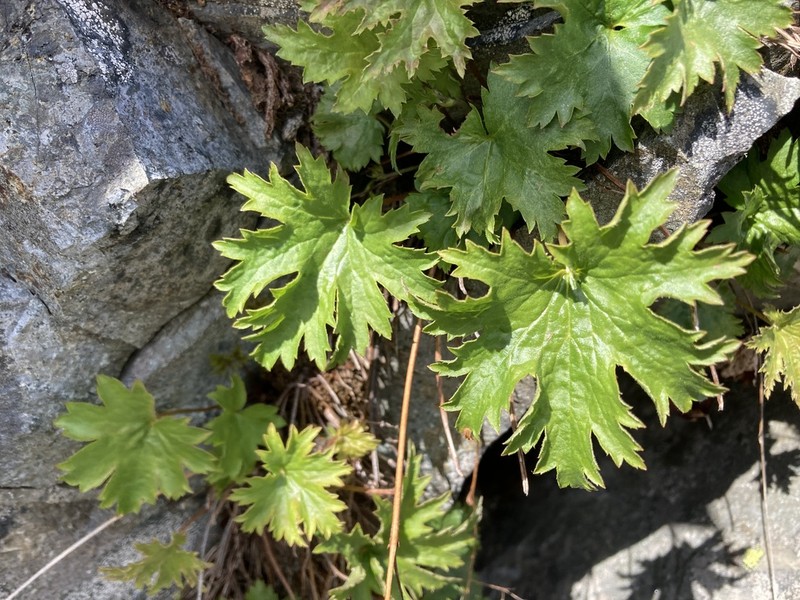 Alpine Heuchera photo 8