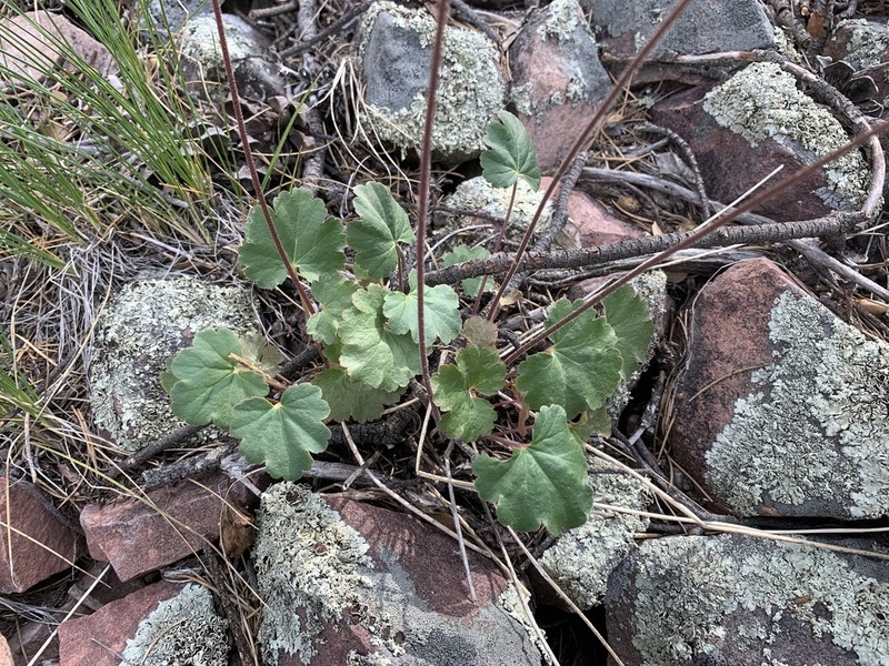 Chiricahua Mountain Alumroot