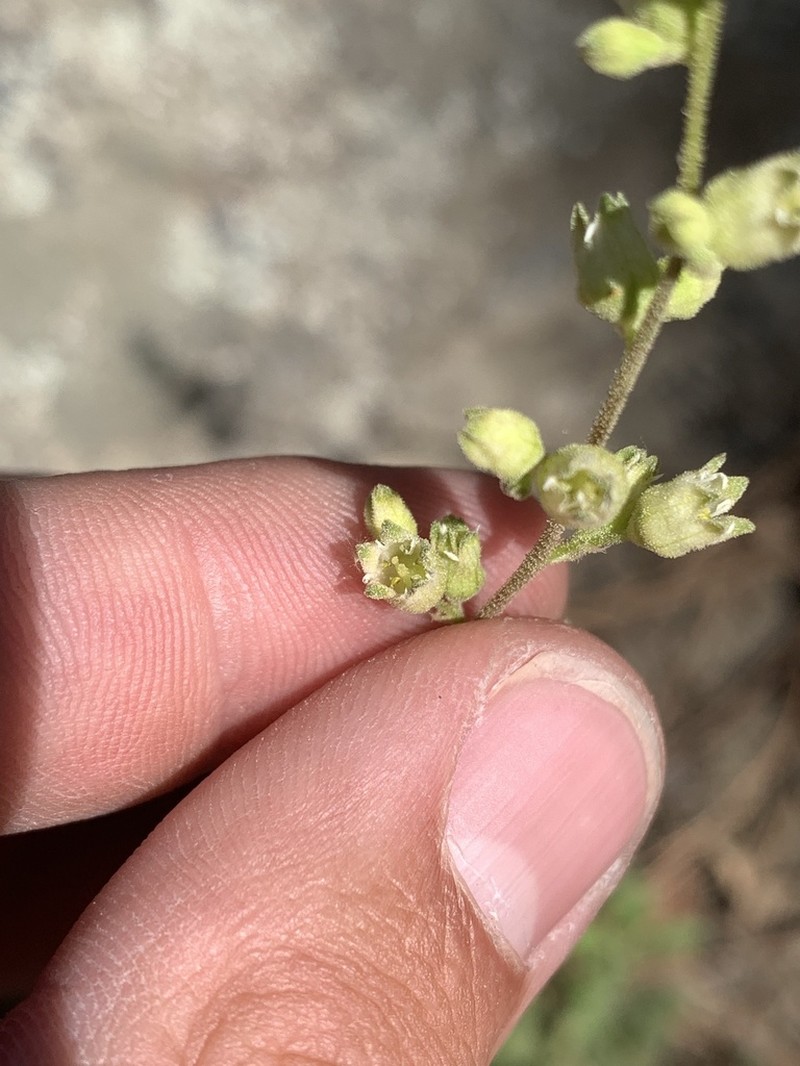 Chiricahua Mountain Alumroot photo 2