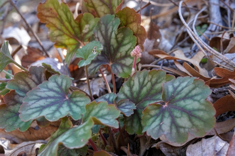 Chiricahua Mountain Alumroot photo 4
