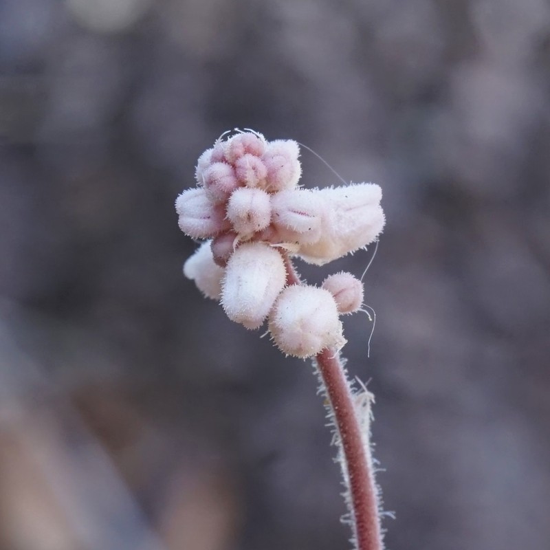 Chiricahua Mountain Alumroot photo 5